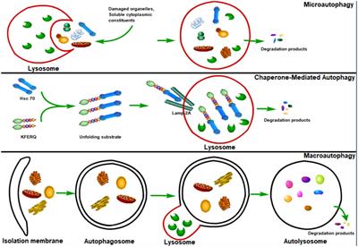 Autophagy in Viral Infection and Pathogenesis